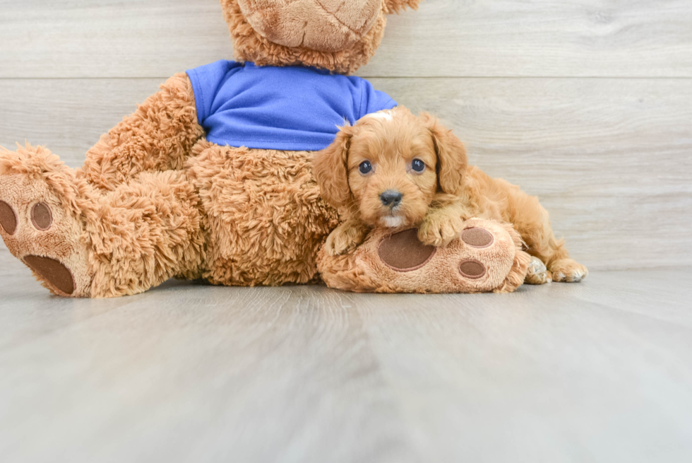 Best Cavapoo Baby