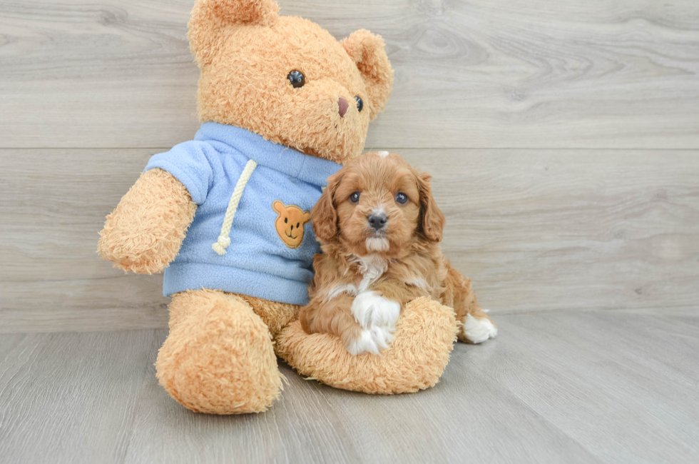 5 week old Cavapoo Puppy For Sale - Windy City Pups