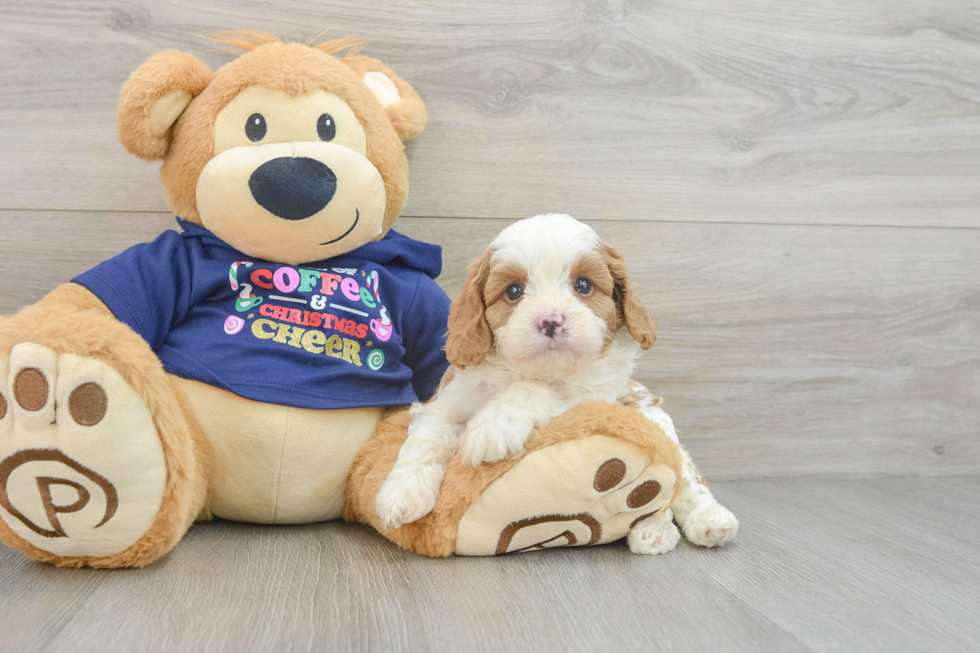 Happy Cavapoo Baby