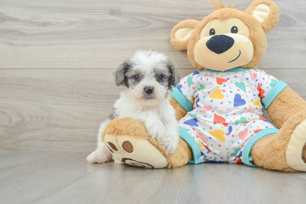 Adorable Cavalier King Charles Spaniel and Poodle Mix Poodle Mix Puppy