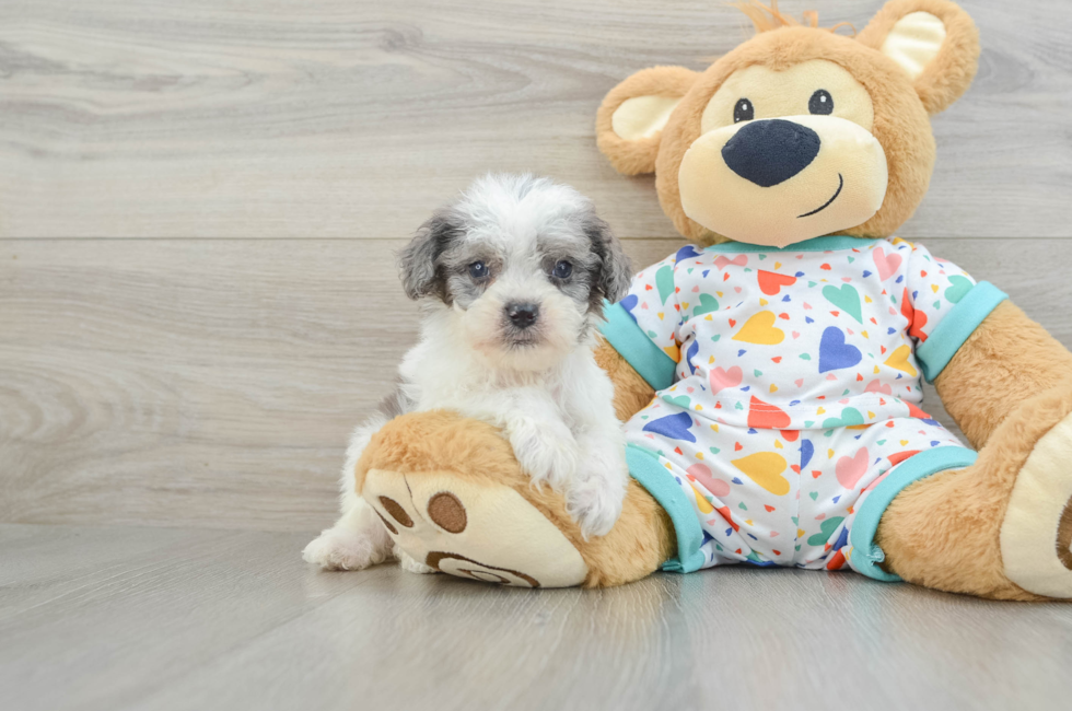 6 week old Cavapoo Puppy For Sale - Windy City Pups