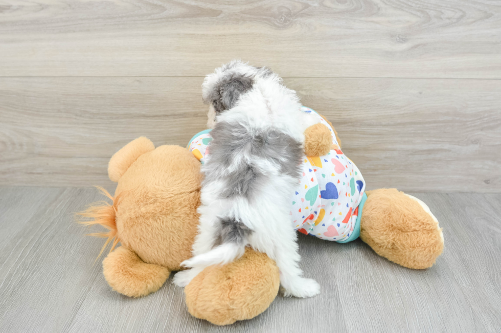 Fluffy Cavapoo Poodle Mix Pup