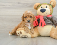 8 week old Cavapoo Puppy For Sale - Windy City Pups