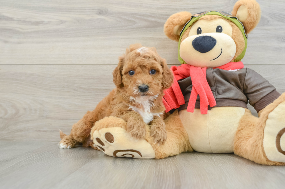 8 week old Cavapoo Puppy For Sale - Windy City Pups