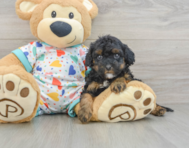 8 week old Cavapoo Puppy For Sale - Windy City Pups