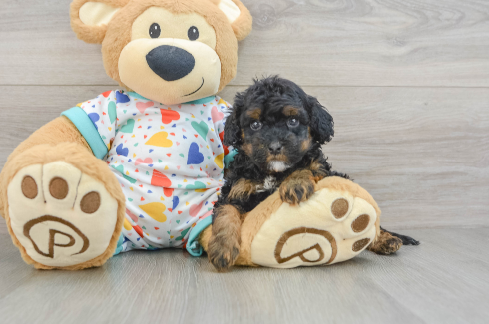 8 week old Cavapoo Puppy For Sale - Windy City Pups