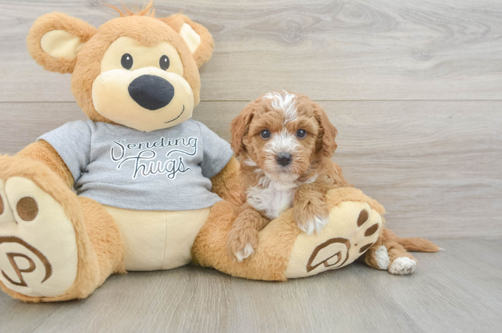 5 week old Cavapoo Puppy For Sale - Windy City Pups