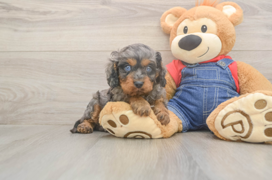 5 week old Cavapoo Puppy For Sale - Windy City Pups Petite Cavapoo Poodle Mix Pup