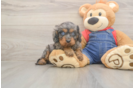 Meet Leon - our Cavapoo Puppy Photo  1/3 - Windy City Pups Petite Cavapoo Poodle Mix Pup