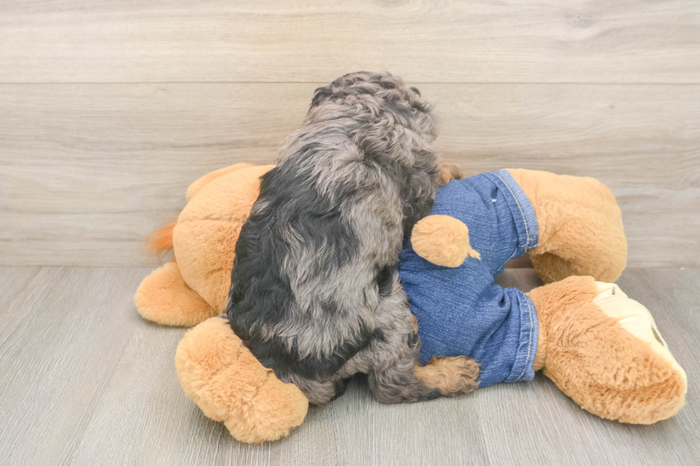 Meet Leon - our Cavapoo Puppy Photo  3/3 - Windy City Pups Fluffy Cavapoo Poodle Mix Pup