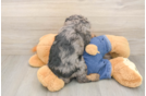 Meet Leon - our Cavapoo Puppy Photo  3/3 - Windy City Pups Fluffy Cavapoo Poodle Mix Pup