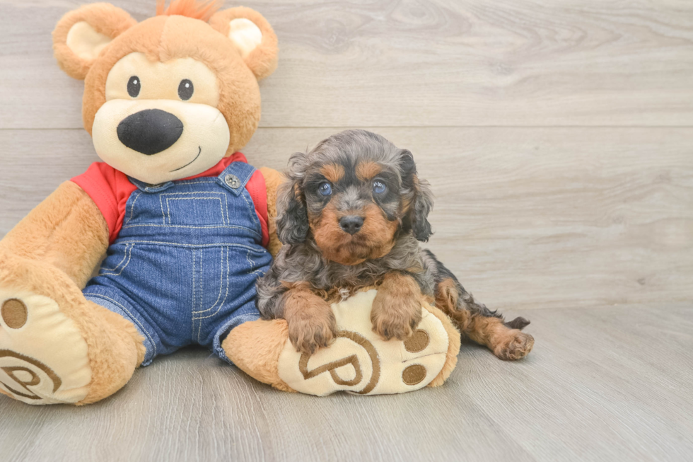 Meet Leon - our Cavapoo Puppy Photo  2/3 - Windy City Pups Cavapoo Pup Being Cute