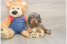 Meet Leon - our Cavapoo Puppy Photo  2/3 - Windy City Pups Cavapoo Pup Being Cute