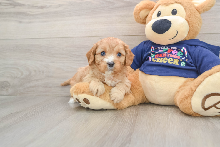Smart Cavapoo Poodle Mix Pup