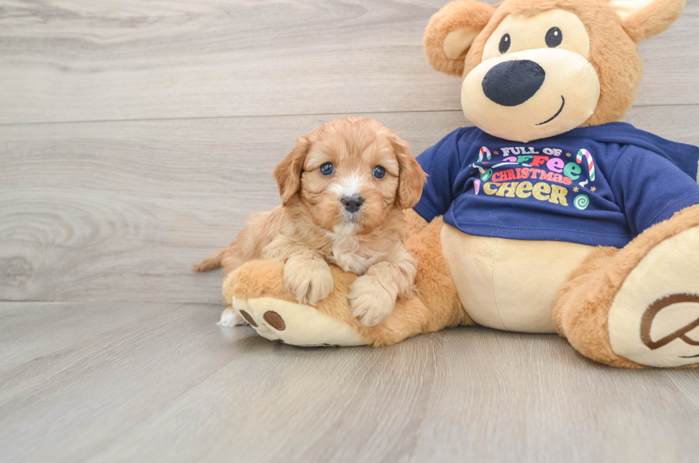 5 week old Cavapoo Puppy For Sale - Windy City Pups