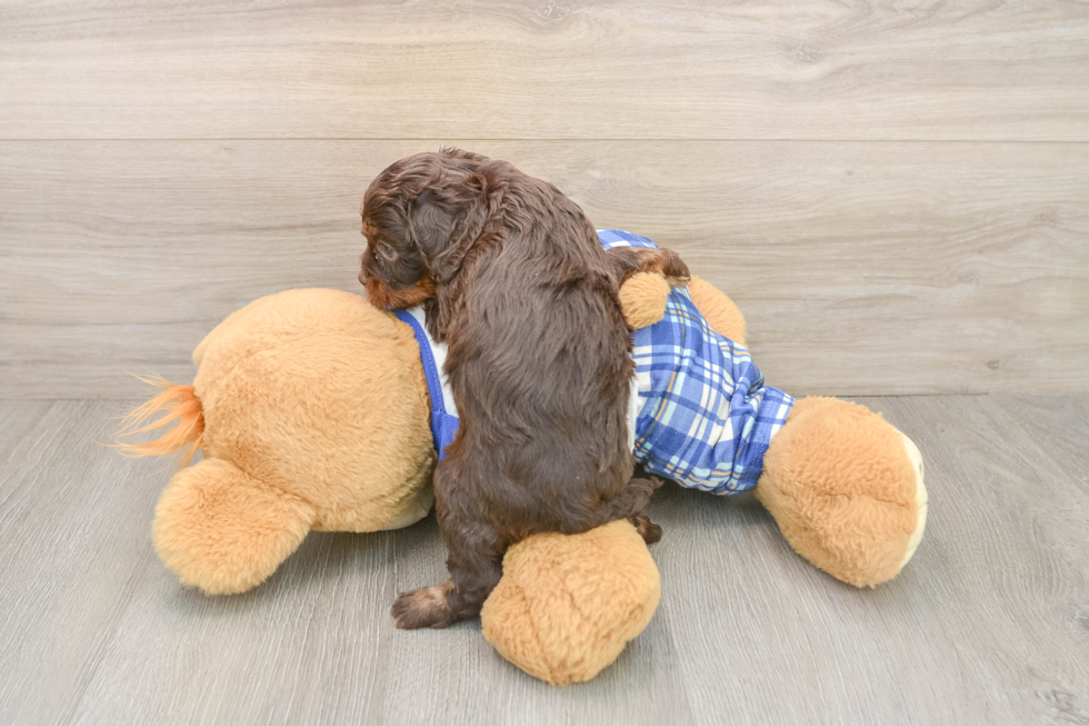 Energetic Cavoodle Poodle Mix Puppy