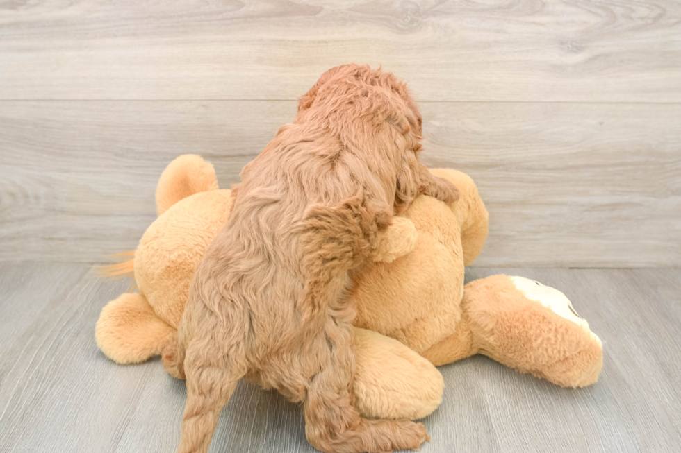 Happy Cavapoo Baby