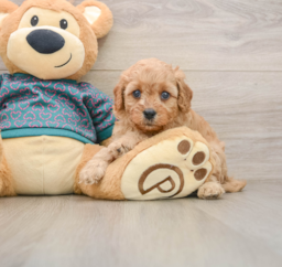 8 week old Cavapoo Puppy For Sale - Windy City Pups