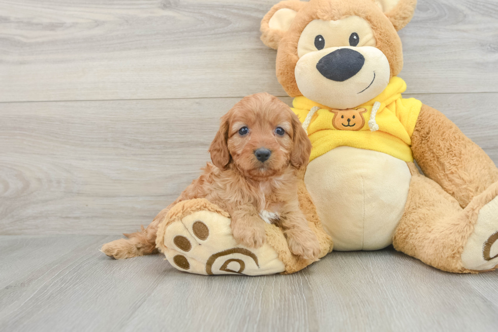 Cavapoo Pup Being Cute