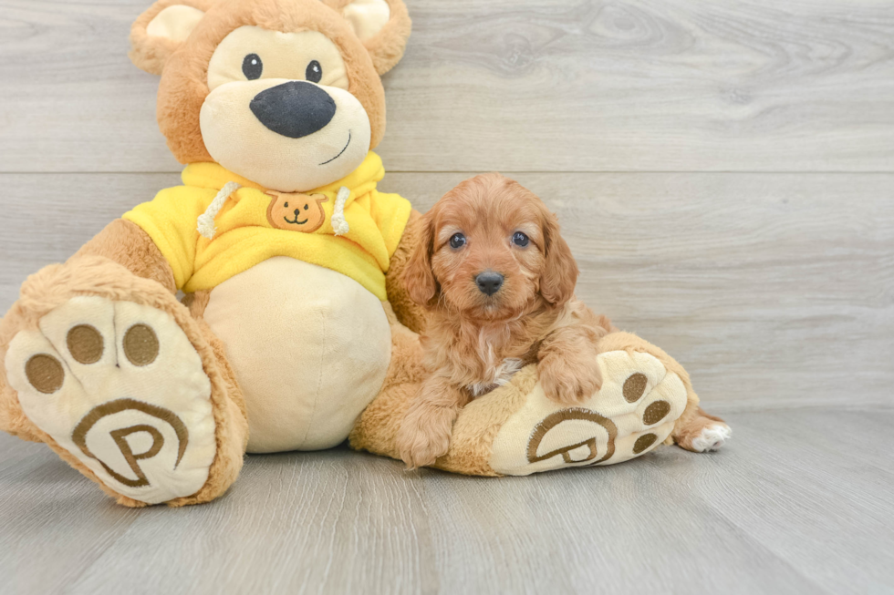 Cavapoo Pup Being Cute