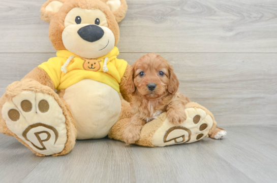 Cavapoo Pup Being Cute