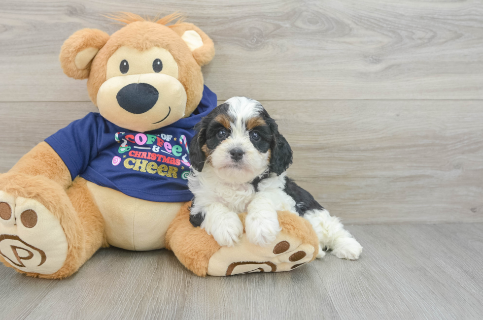 5 week old Cavapoo Puppy For Sale - Windy City Pups