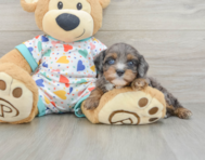 8 week old Cavapoo Puppy For Sale - Windy City Pups