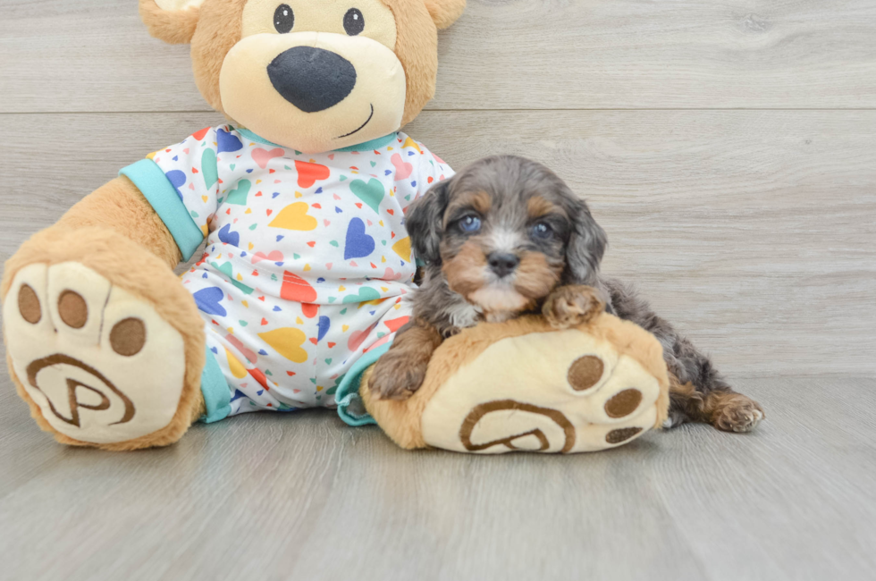 7 week old Cavapoo Puppy For Sale - Windy City Pups
