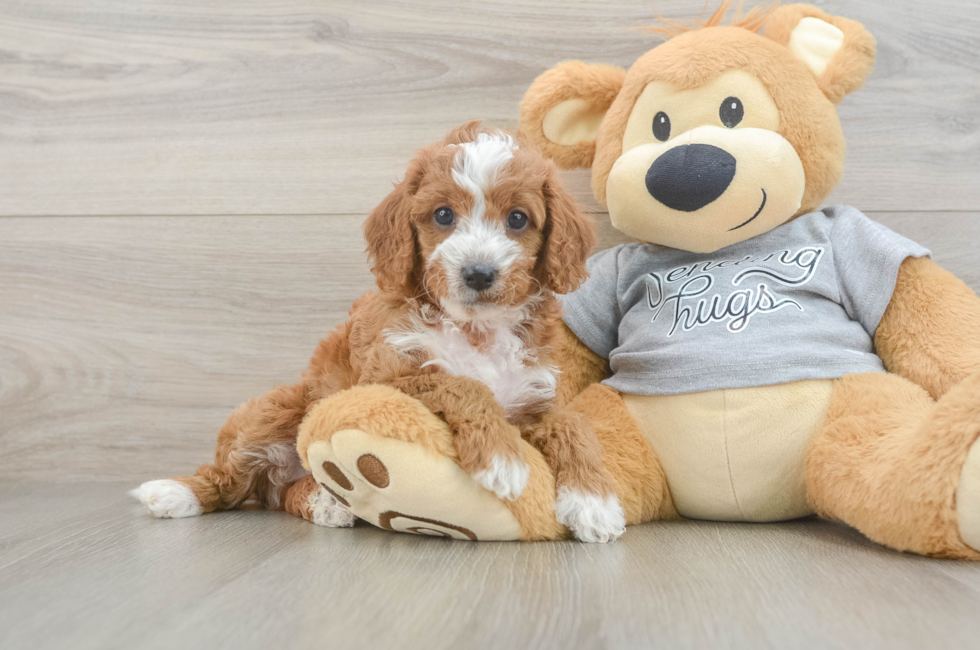 5 week old Cavapoo Puppy For Sale - Windy City Pups