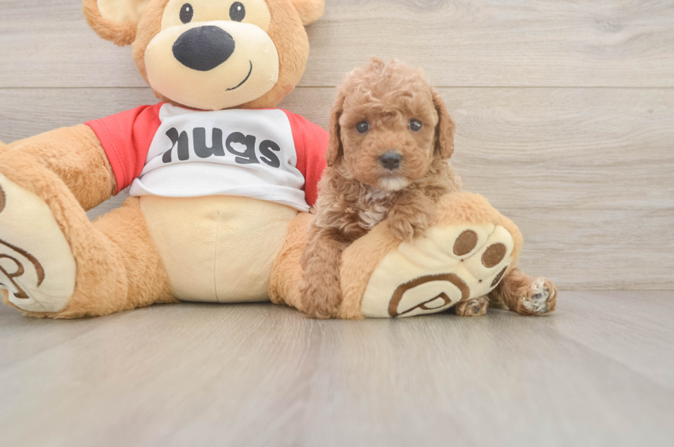 6 week old Cavapoo Puppy For Sale - Windy City Pups