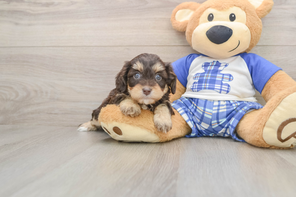 Cavapoo Puppy for Adoption