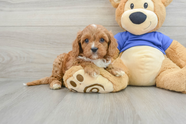 Best Cavapoo Baby