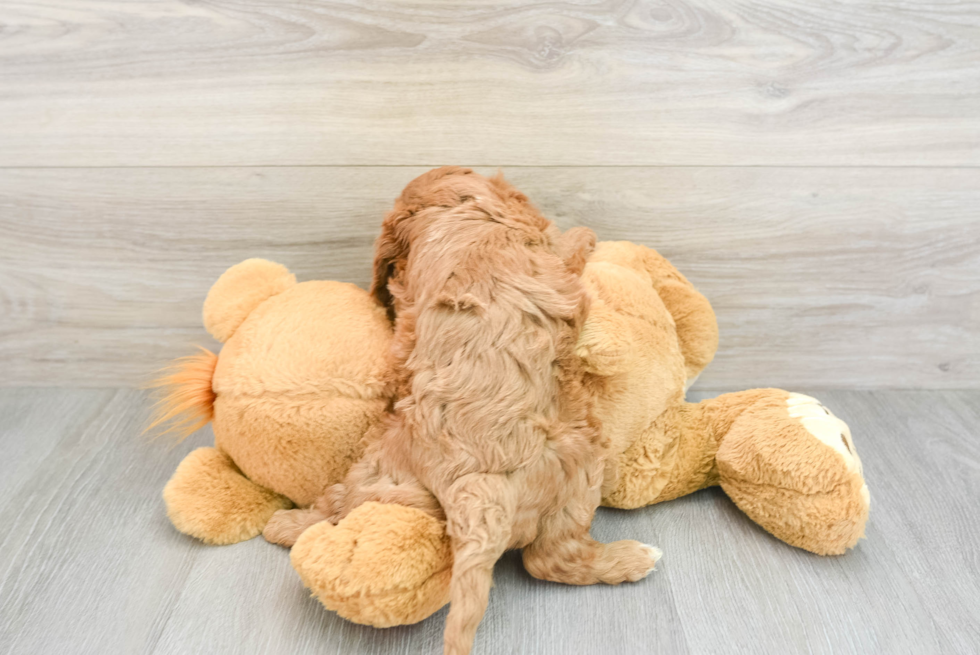 Small Cavapoo Baby