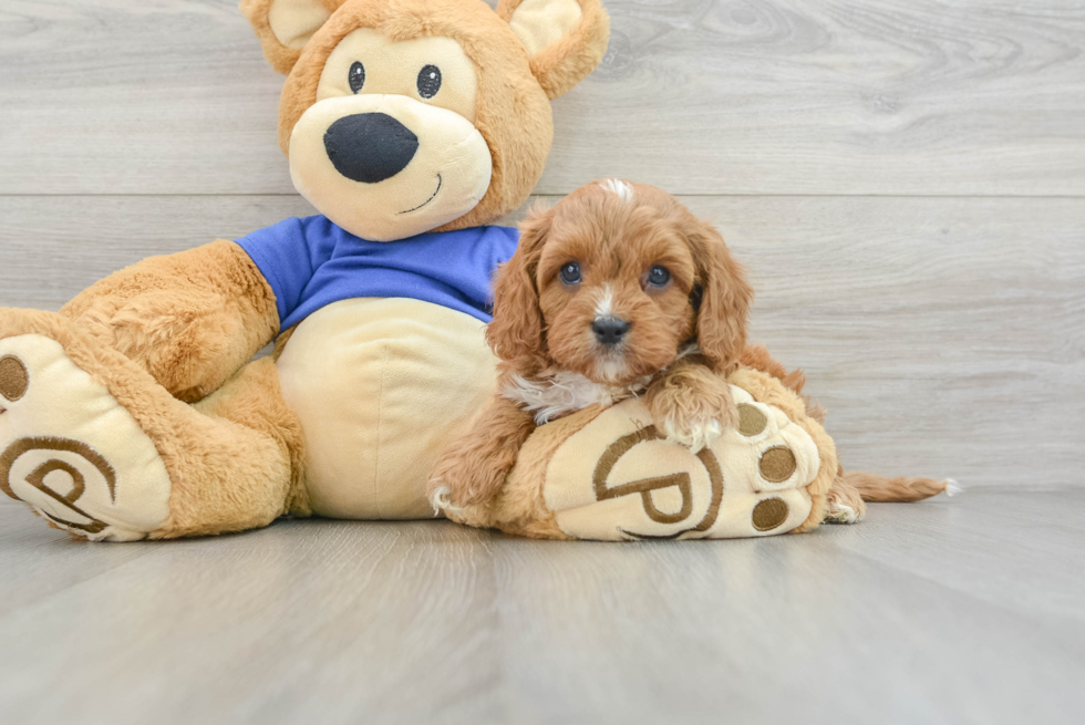 Best Cavapoo Baby