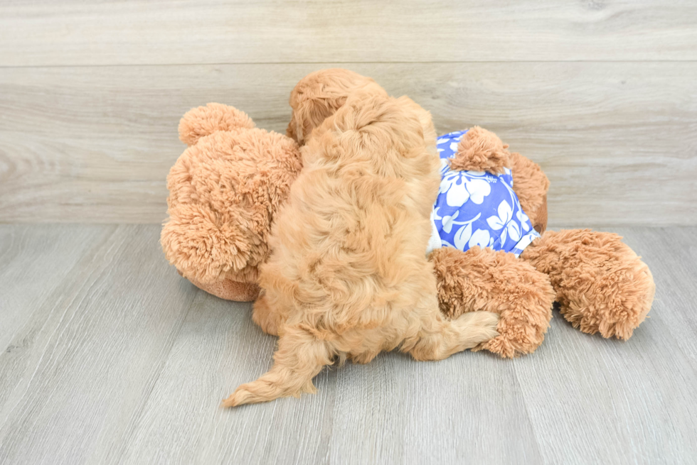 Cavapoo Pup Being Cute