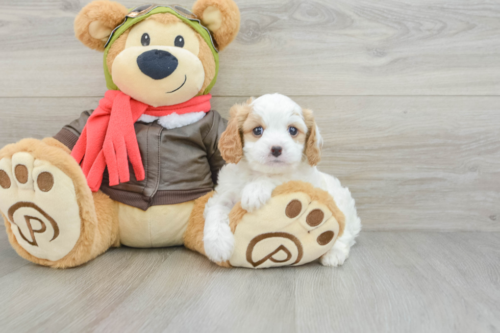 Adorable Cavalier King Charles Spaniel and Poodle Mix Poodle Mix Puppy