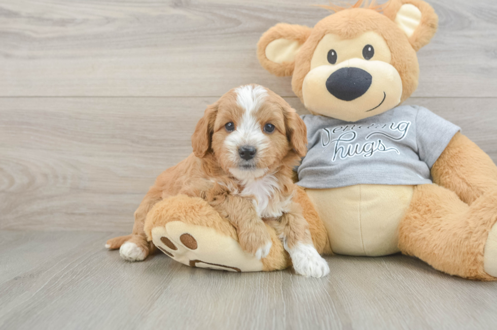 5 week old Cavapoo Puppy For Sale - Windy City Pups