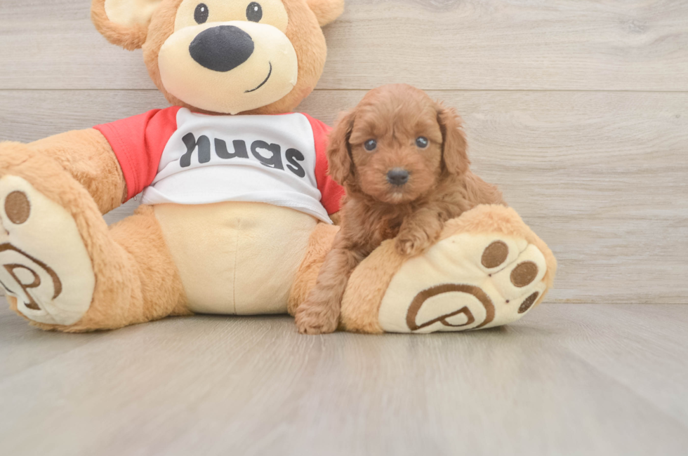 6 week old Cavapoo Puppy For Sale - Windy City Pups