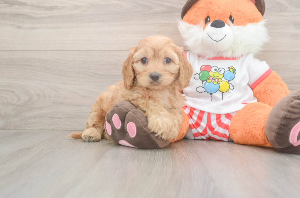 6 week old Cavapoo Puppy For Sale - Windy City Pups