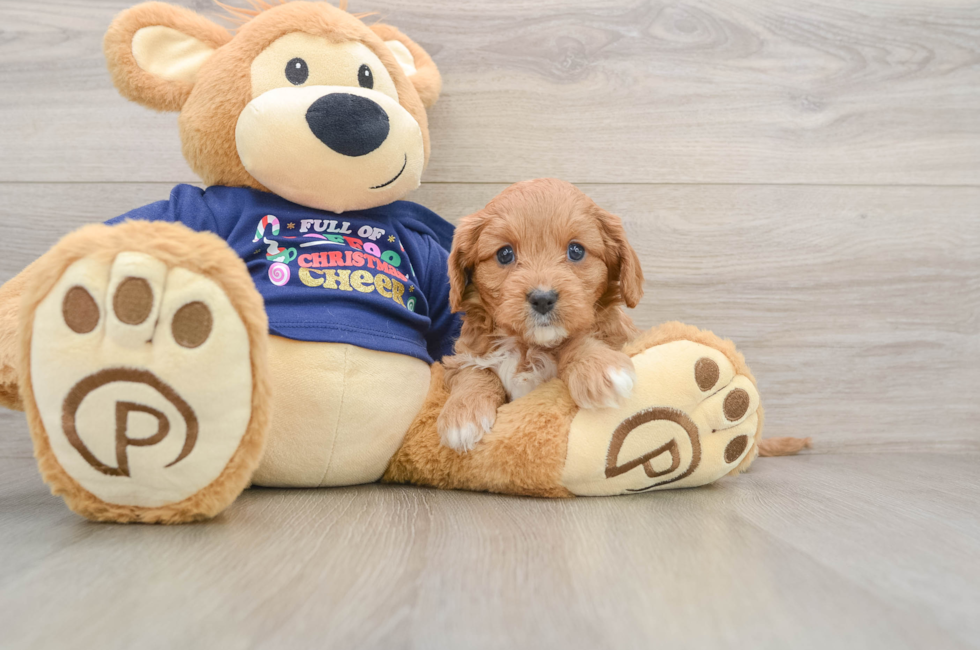 5 week old Cavapoo Puppy For Sale - Windy City Pups