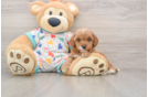 Small Cavapoo Baby