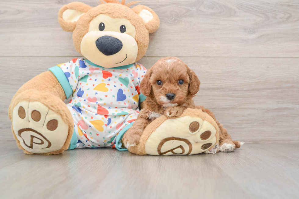 Small Cavapoo Baby