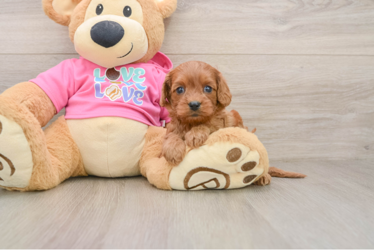 Best Cavapoo Baby
