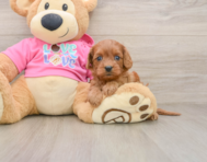 7 week old Cavapoo Puppy For Sale - Windy City Pups
