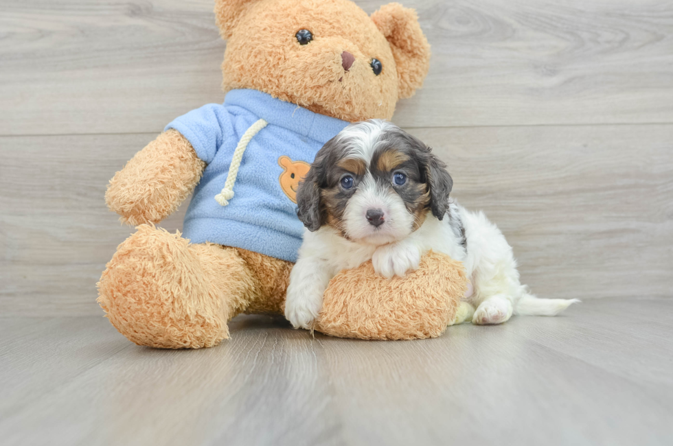 6 week old Cavapoo Puppy For Sale - Windy City Pups