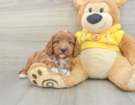 8 week old Cavapoo Puppy For Sale - Windy City Pups