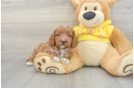 Best Cavapoo Baby