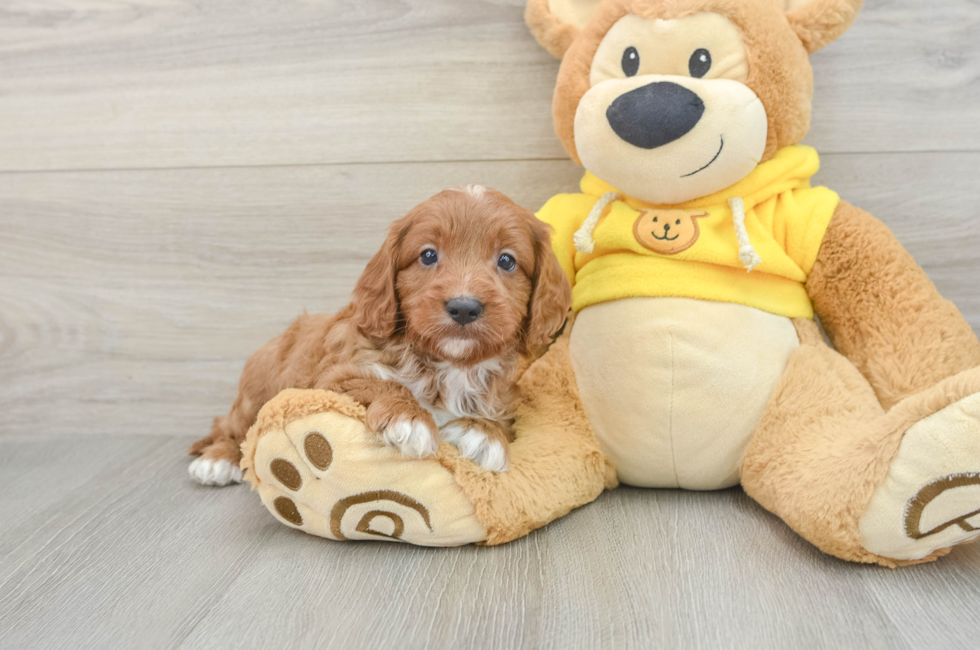 8 week old Cavapoo Puppy For Sale - Windy City Pups