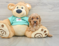 8 week old Cavapoo Puppy For Sale - Windy City Pups
