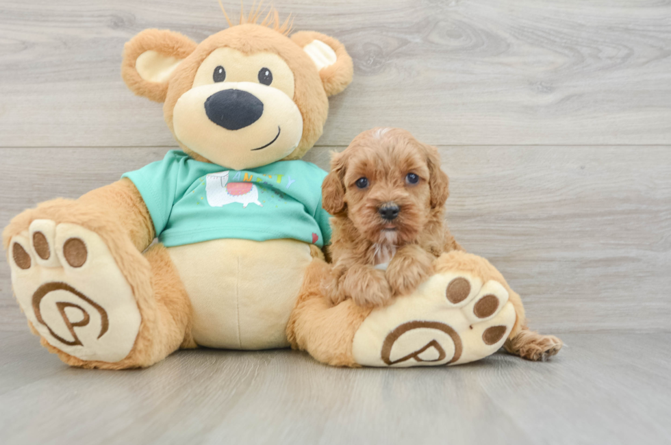 6 week old Cavapoo Puppy For Sale - Windy City Pups